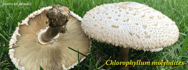 Picture of Chlorophyllum molybdites